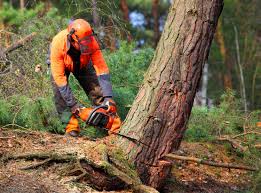 How Our Tree Care Process Works  in  Port Orchard, WA