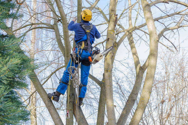 Best Storm Damage Tree Cleanup  in Port Orchard, WA