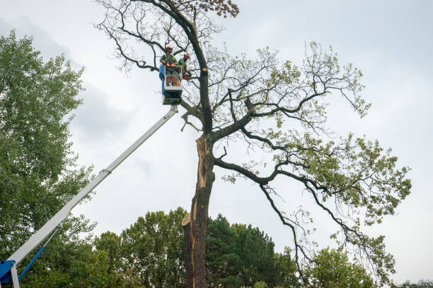Best Tree and Shrub Care  in Port Orchard, WA