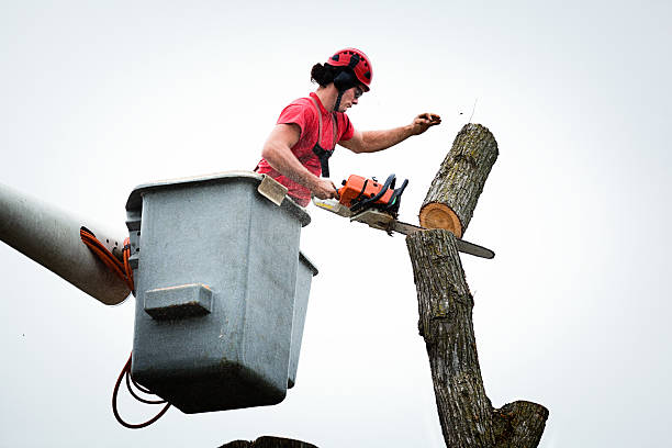 Best Commercial Tree Services  in Port Orchard, WA